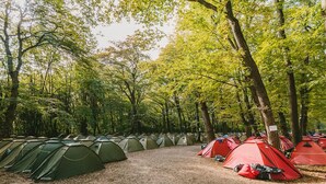 Un camping con varias tiendas de campaña dispuestas en filas, rodeado de árboles.