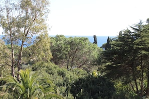 Un paisaje exuberante y verde con follaje denso y árboles, probablemente un parque natural o jardín.