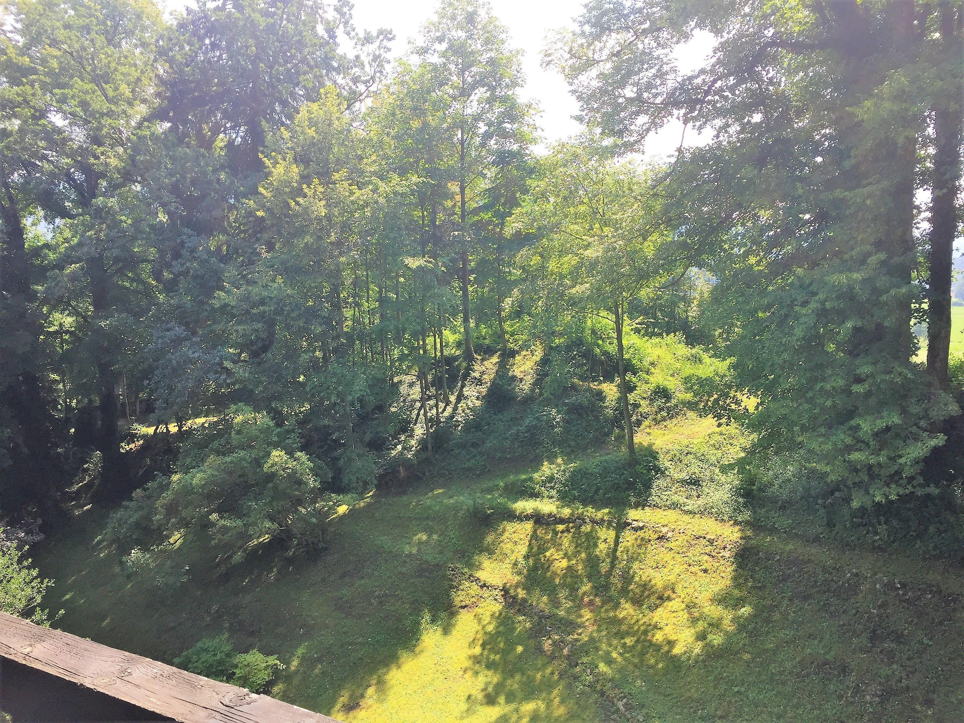 A forested area with dense trees and a grassy slope.