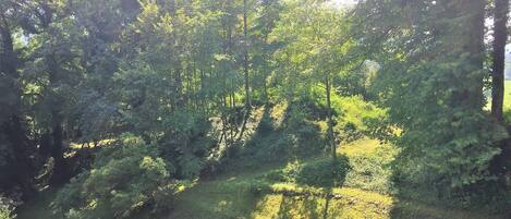 A forested area with dense trees and a grassy slope.