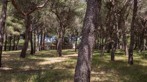 Un área boscosa con árboles altos y suelo cubierto de hierba.
