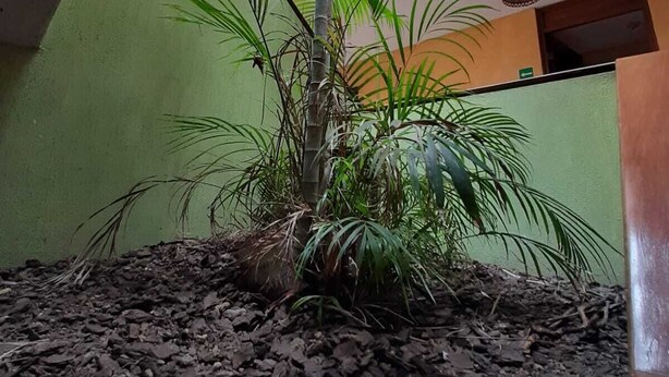 Une petite plante d’intérieur qui ressemble à un palmier, placée sur un lit de pierres sombres de formes irrégulières.