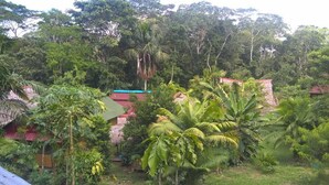 A lush garden with various tropical plants and a small building with a red roof. - Johmer Expedition Tours & Lodge (Iquitos)