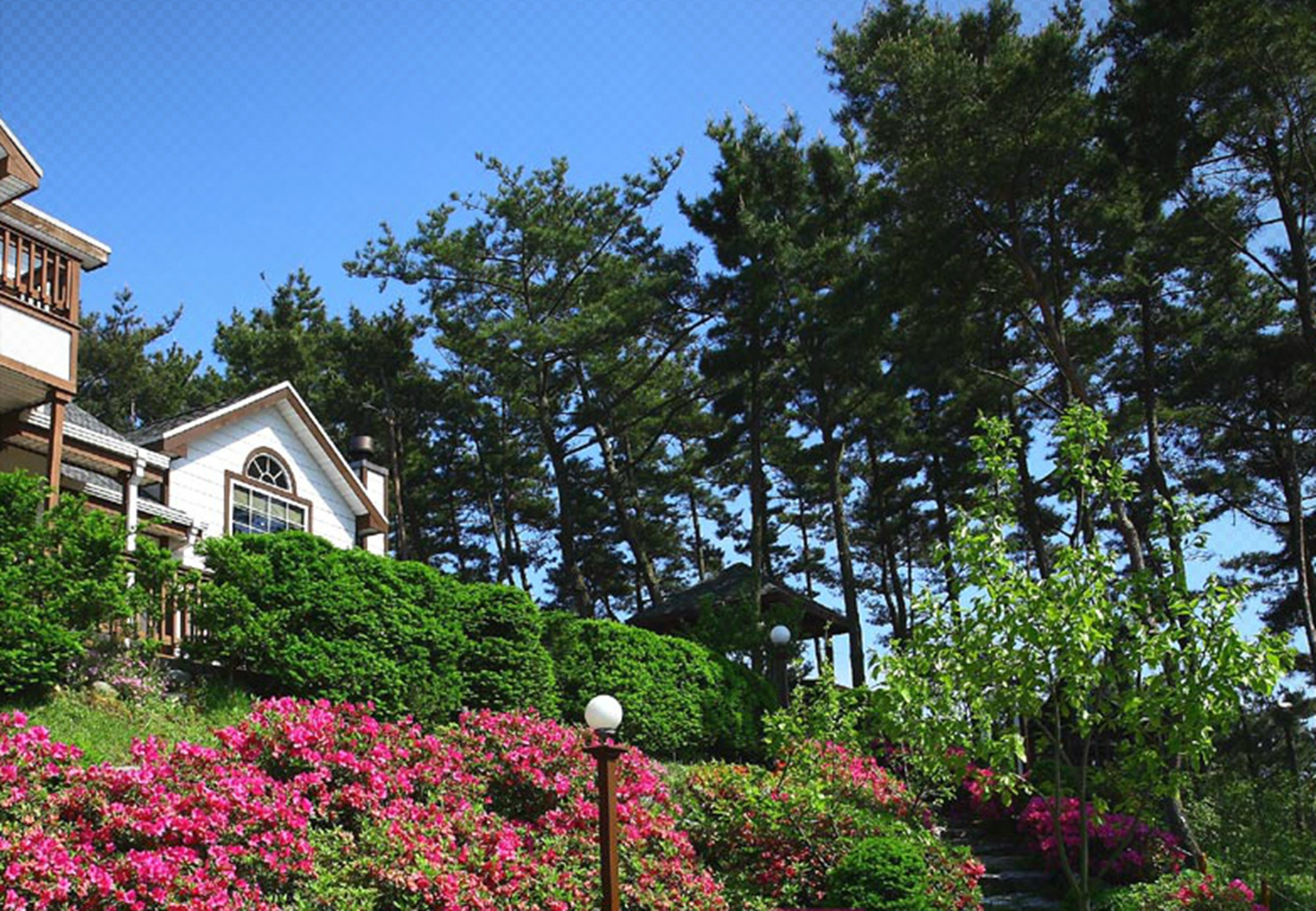 A house with a white facade, surrounded by lush greenery and pink flowering bushes.