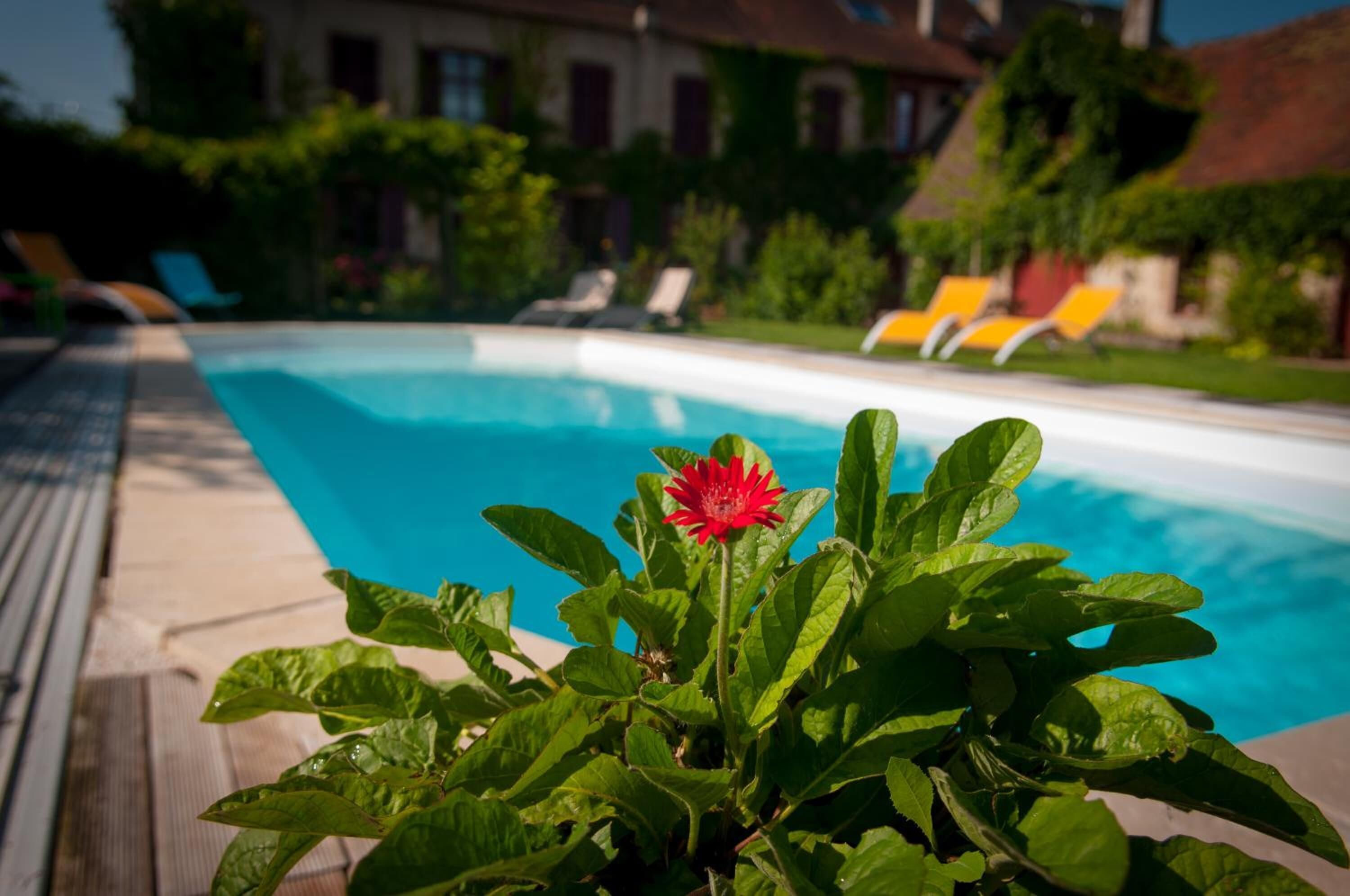 En swimmingpool med en rød blomst i forgrunden, omgivet af grønt og en bygning i baggrunden.