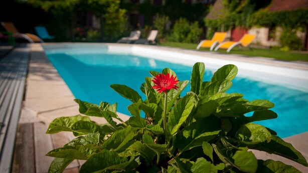 Une piscine avec une fleur rouge au premier plan, entourée de verdure et avec un bâtiment en arrière-plan.
