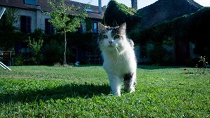 A cat walking on grass in front of a house with a thatched roof and chimneys. - Au Puy des Vérités (Lapalisse)