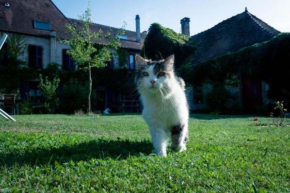 Un chat se promène sur l’herbe devant une maison dont le toit est fait de chaume et qui possède des cheminées.
