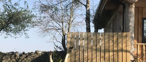 Cabin | Property grounds