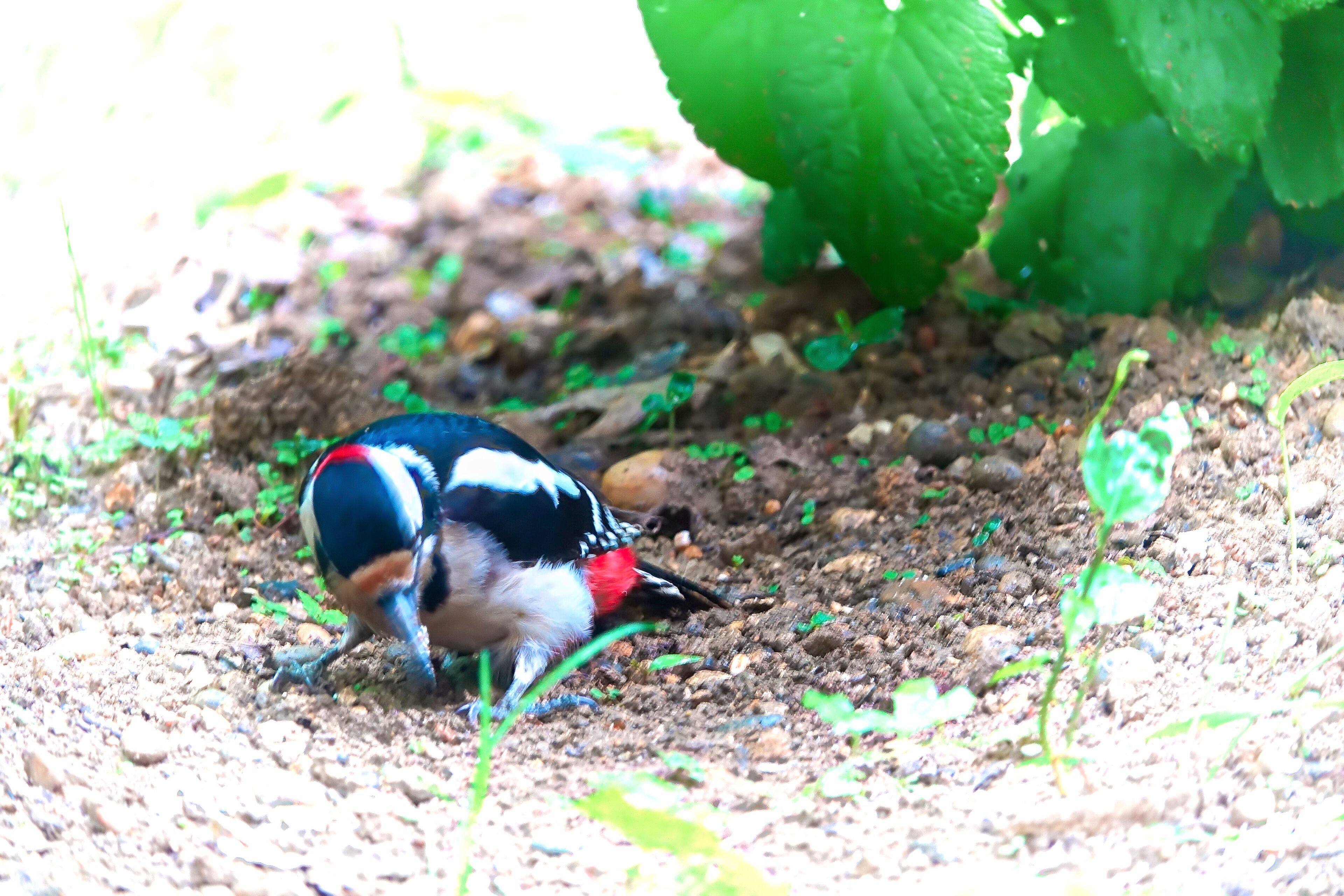 Een vogel op de grond, omringd door aarde en kleine planten.