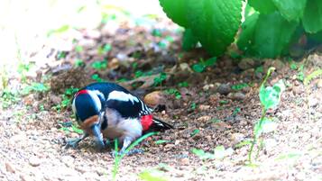 Een vogel op de grond, omringd door aarde en kleine planten.