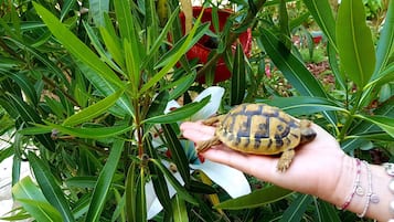 A hand holding a turtle amidst green foliage.