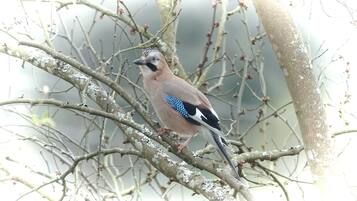 Een vogel zit op een tak van een boom.