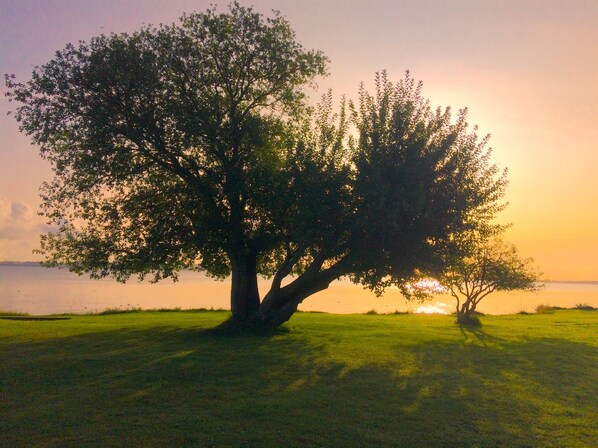 A tree in a grassy field with a sunset in the background.