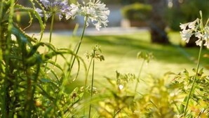 A garden with various plants and flowers, including white and purple blooms, and palm trees in the background. - Hostal Bellsol (Pineda de Mar)