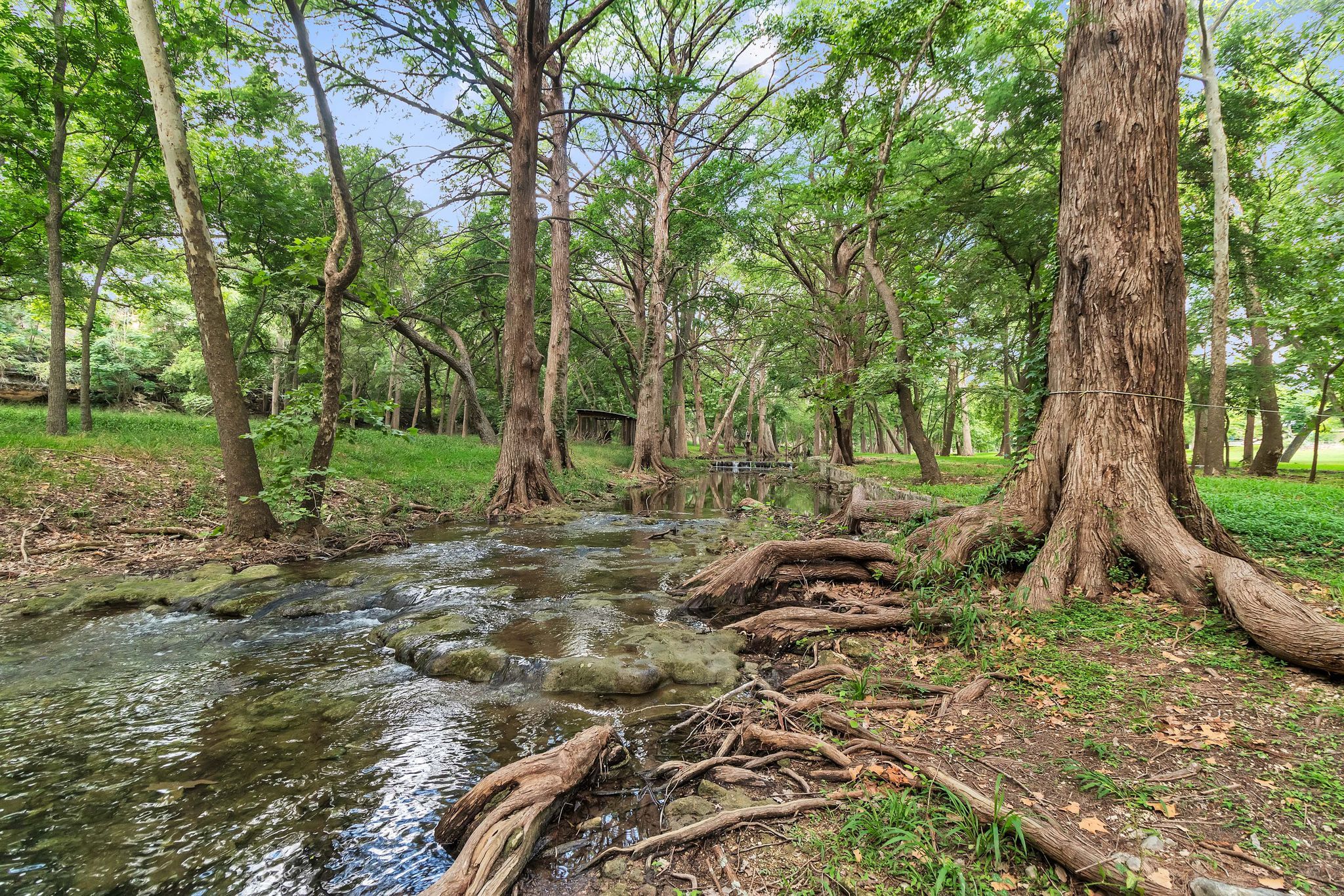 Une zone boisée avec un ruisseau, des arbres et un petit pont.