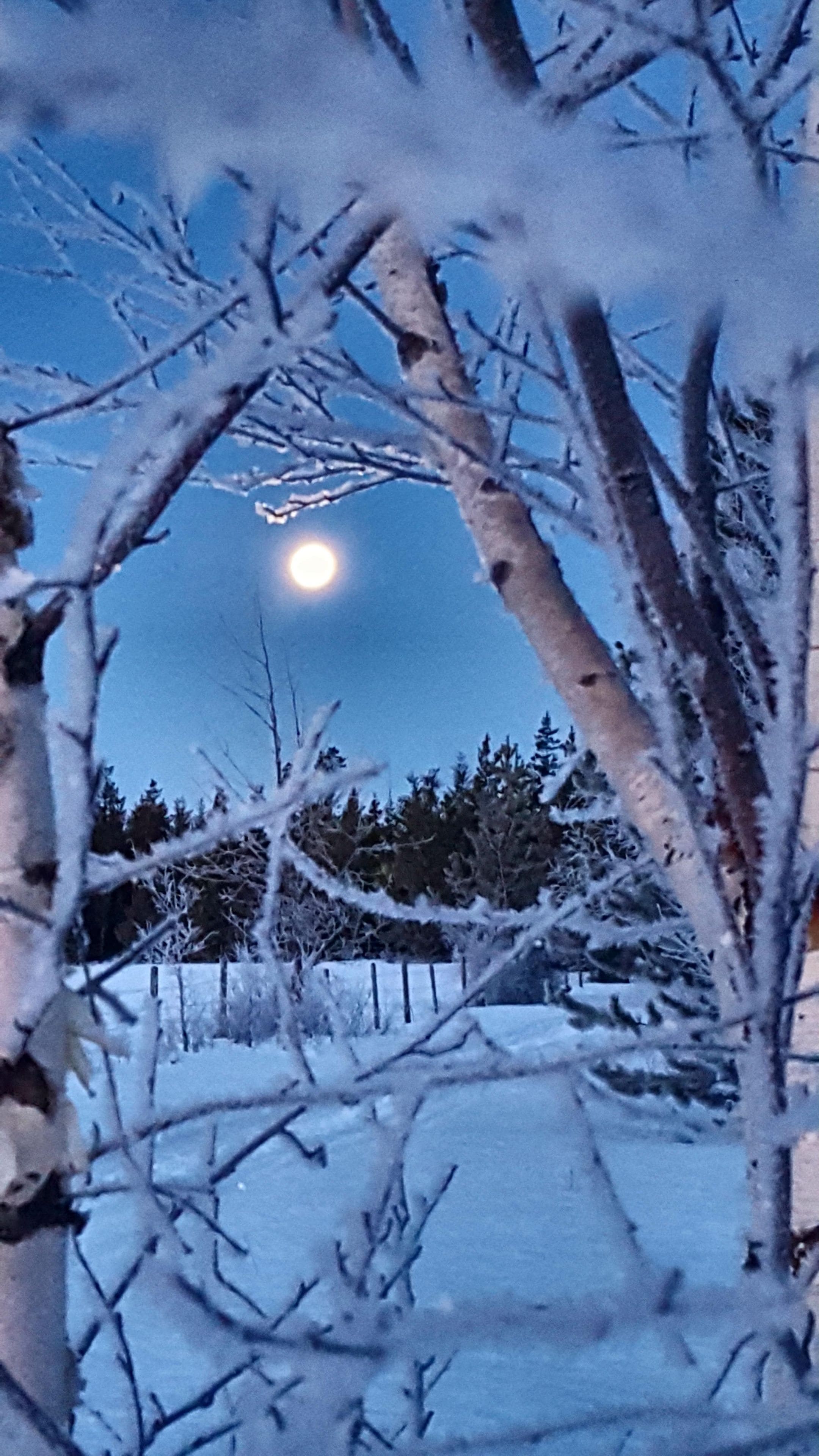 Un paisaje nevado con árboles desnudos y una luna brillante en el cielo.
