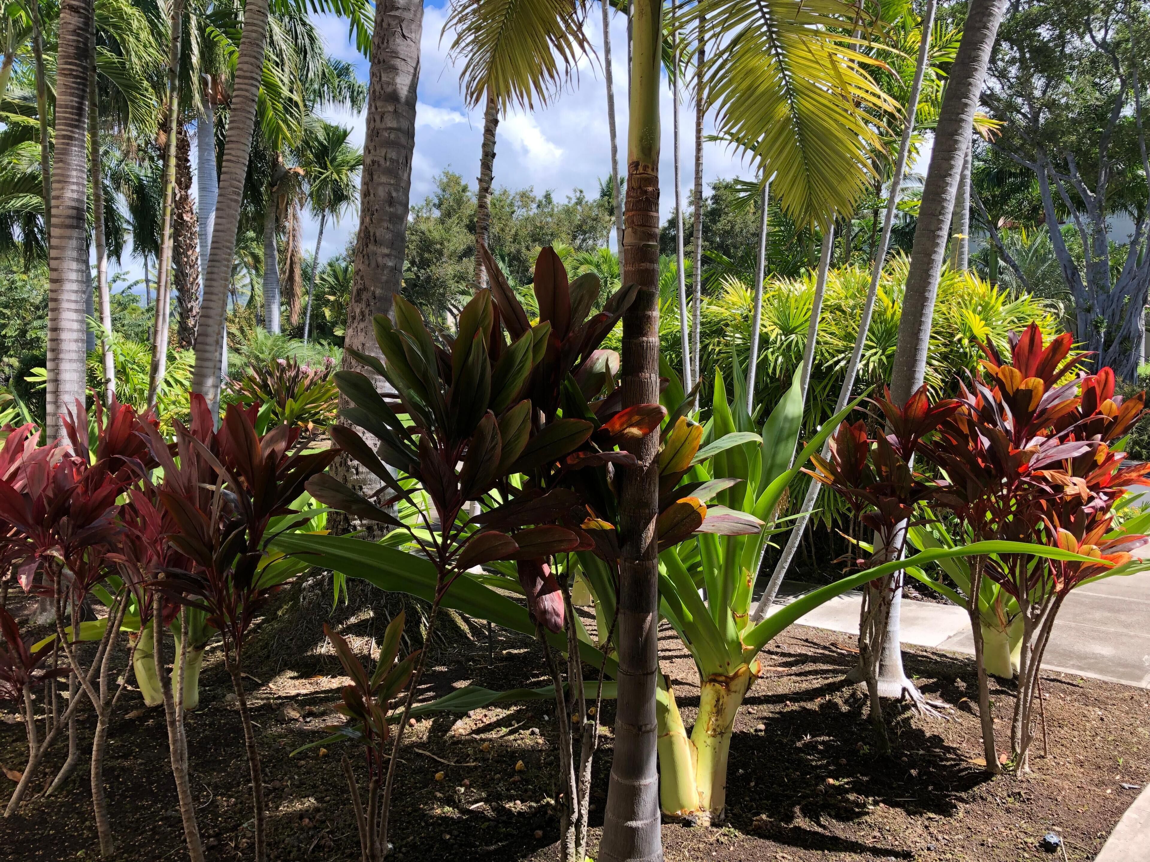 A garden with various tropical plants and palm trees.