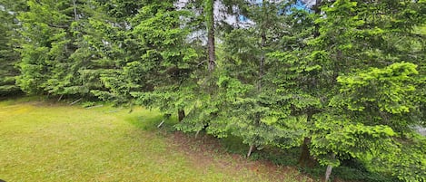 Un bosque denso con una zona cubierta de hierba en primer plano.