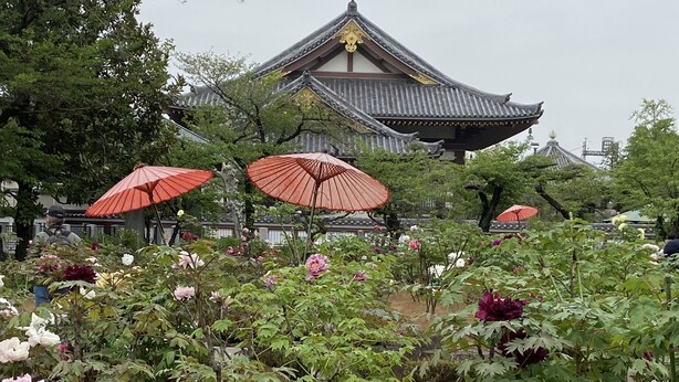 Un edificio japonés tradicional con tejado de tejas y un jardín con plantas en flor y sombrillas rojas.