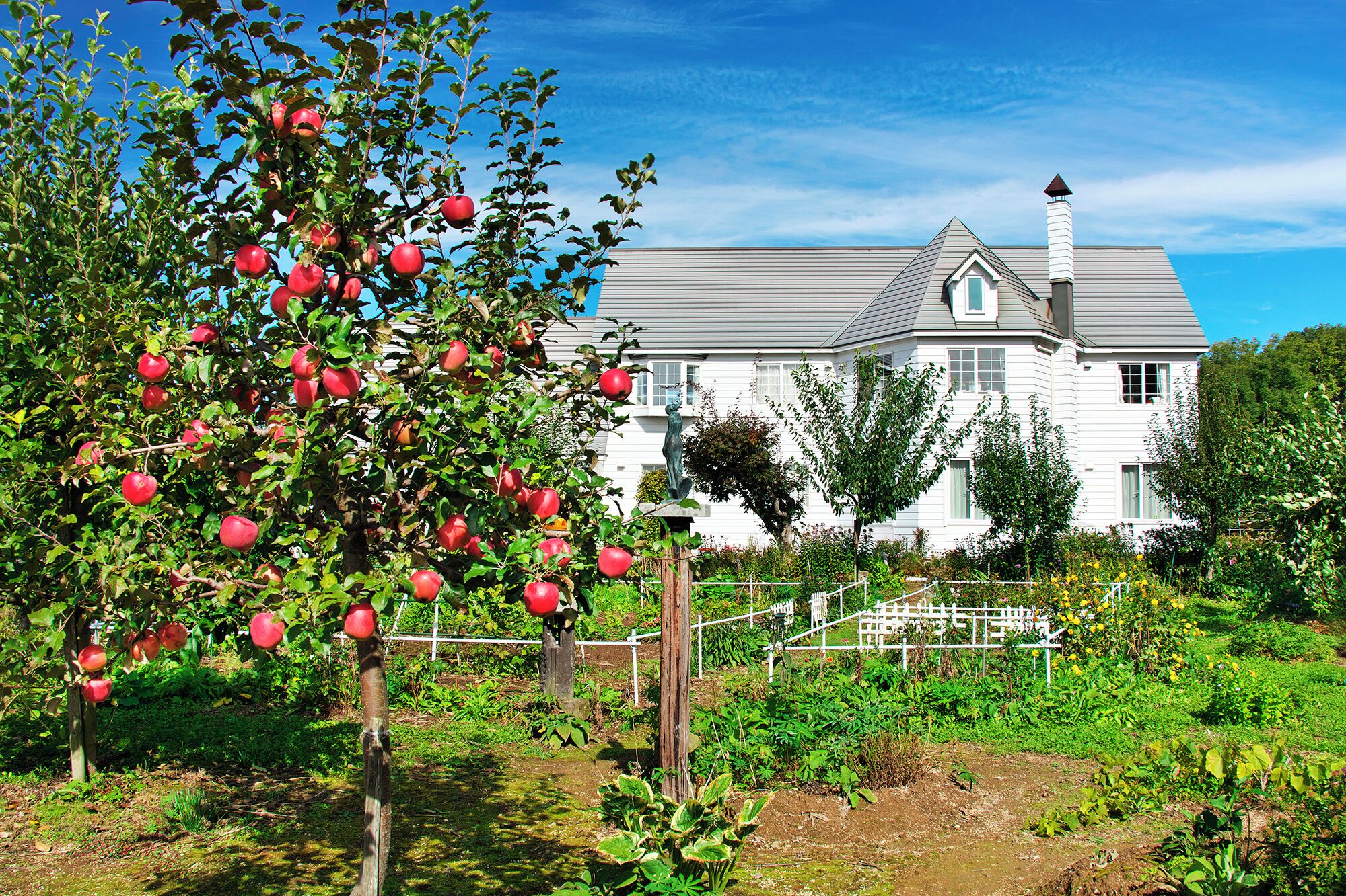 A large white house with a chimney, surrounded by a garden with apple trees and a white fence.