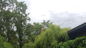 A garden with various plants and trees, a pathway, and a building in the background. - TRAVELLER´S LOUNGE -YOUR HOME NEAR FRANKFURT AIRPORT AND FRANKFURT CITY (Kelsterbach)