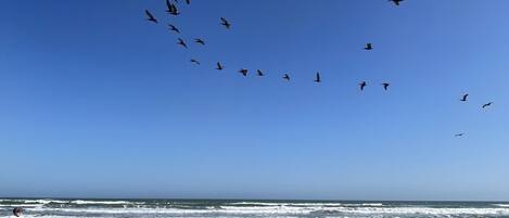 Playa en los alrededores y camastros