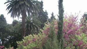 Une statue dans un jardin, avec un palmier et des arbustes en fleurs en arrière-plan.