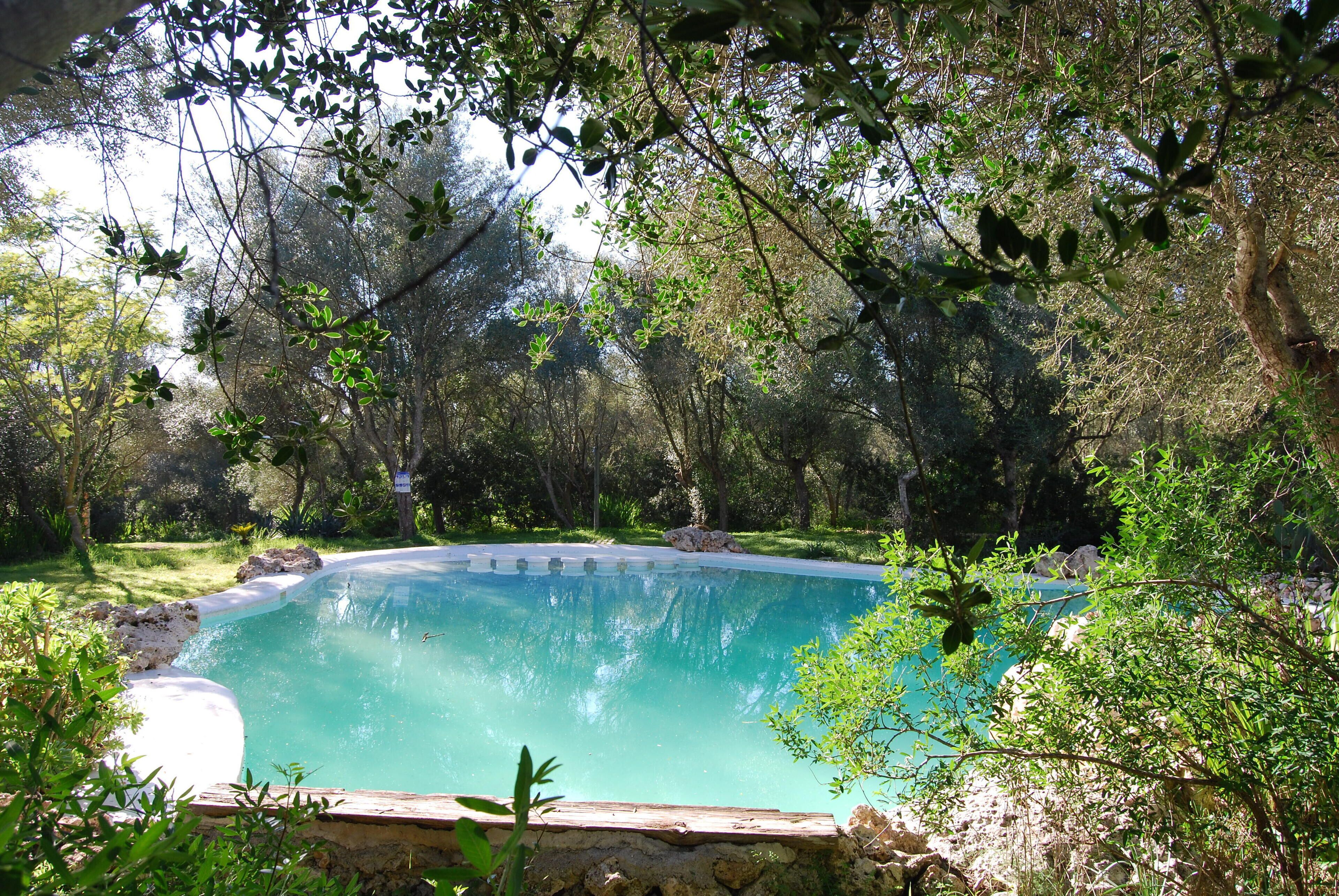 A swimming pool surrounded by lush greenery and trees.