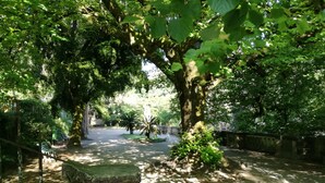 A park with a stone bench, a pathway, and a large tree. - Ah33 - Superior Family Apartment - University and Historic Center (Coimbra)