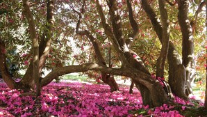 A tree-lined area with a ground covered in pink flowers. - Spacious, self contained flat within this Historic Castle of Caerhays, within walking distance of th (Saint Austell)