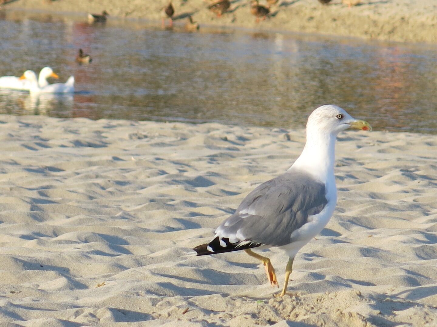 A seagull standing on a sandy beach with a body of water in the background.
