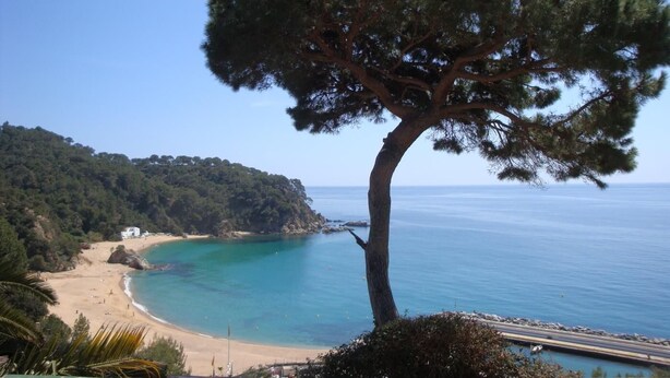 A coastal landscape with a prominent pine tree, a sandy beach, and a clear view of the sea.