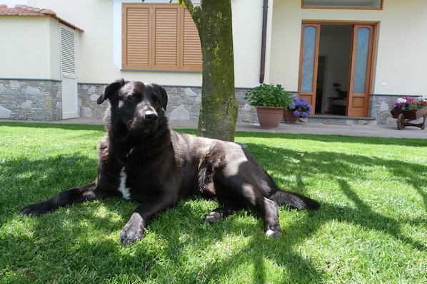 A black dog lying on grass in front of a building with a stone wall and a wooden door.
