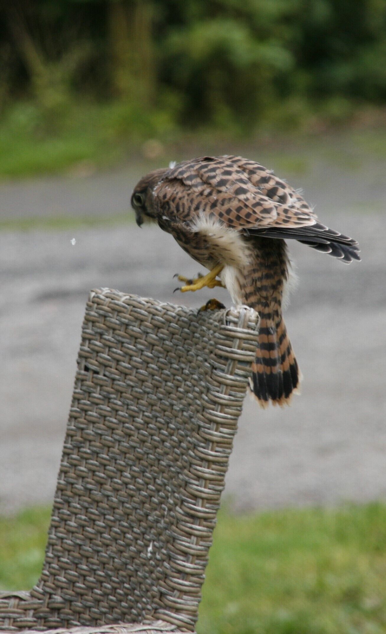 Un oiseau était perché sur une chaise en osier.