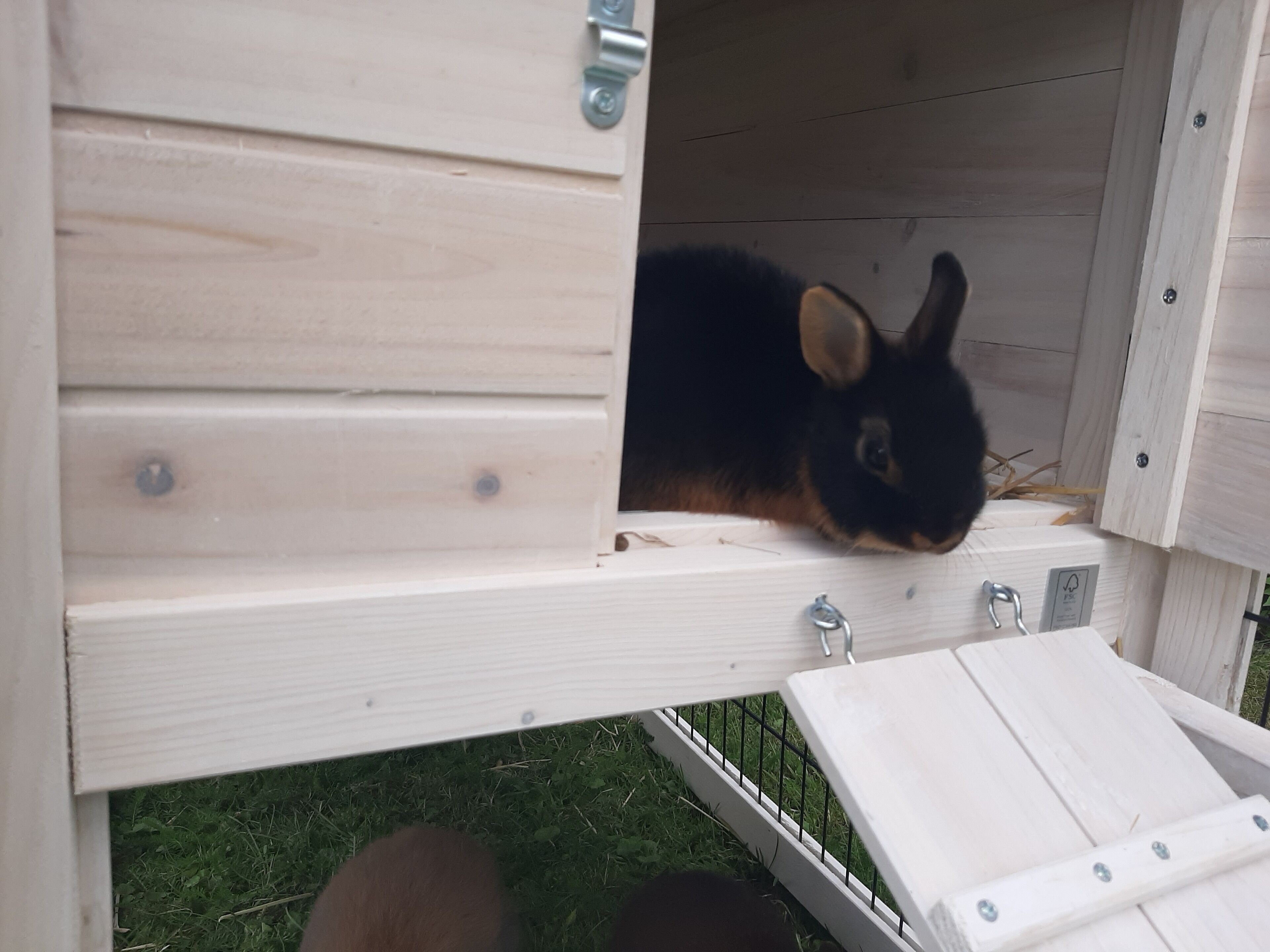 Puinen kanikuppi, jonka ovi on osittain auki, ja sen sisältä näkyy kanin.