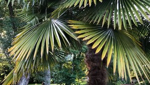 Ein friedlicher Garten mit Teich, üppigem Grün und blühenden Pflanzen.