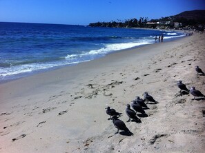 A beach with footprints and seagulls, a clear sky, and buildings in the background.