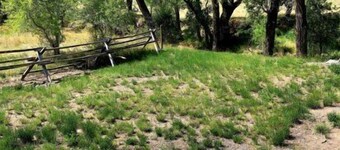 Creekside Cabin #3- Wapiti Valley, steps from Trout Creek