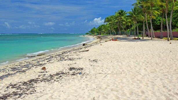 A beach with clear turquoise water, sandy shore, and palm trees.