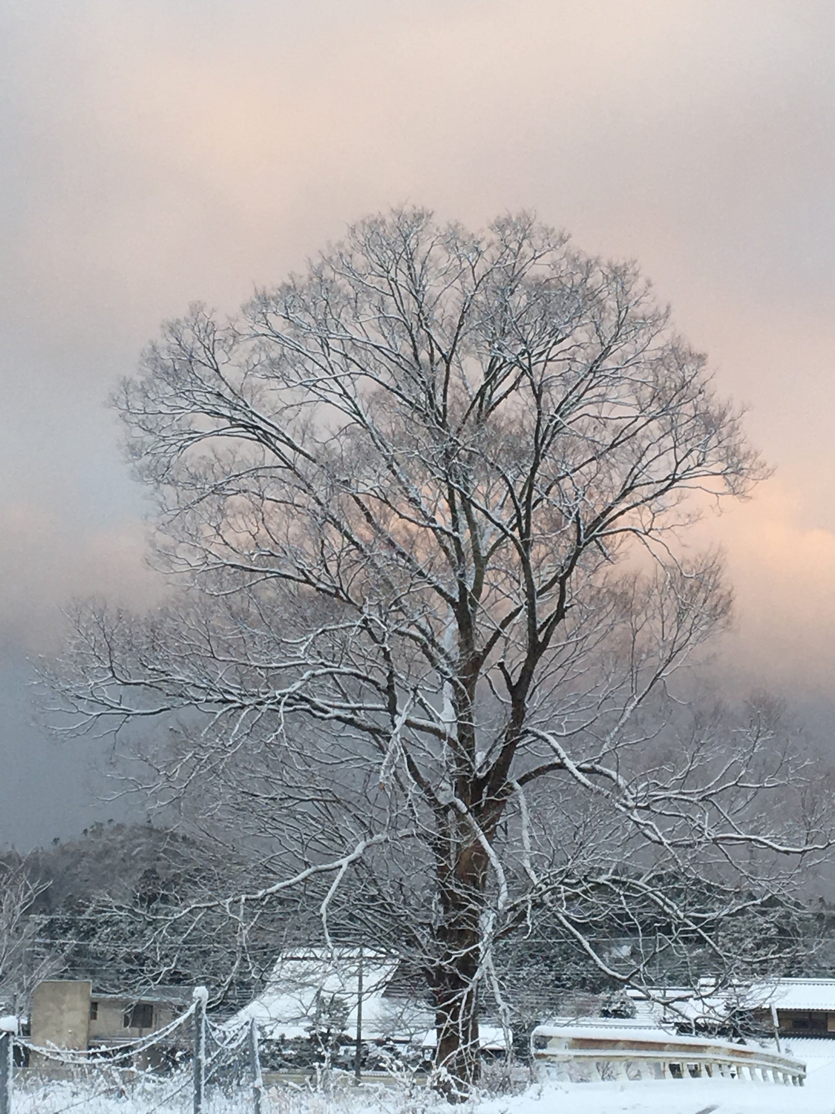 A snow-covered tree with bare branches, a fence, and buildings in the background.