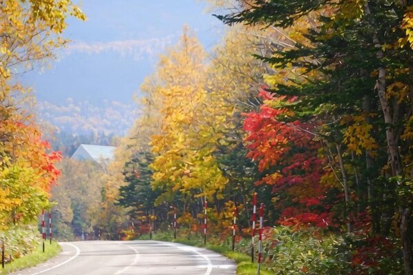 A road curving through a forest with autumn foliage.
