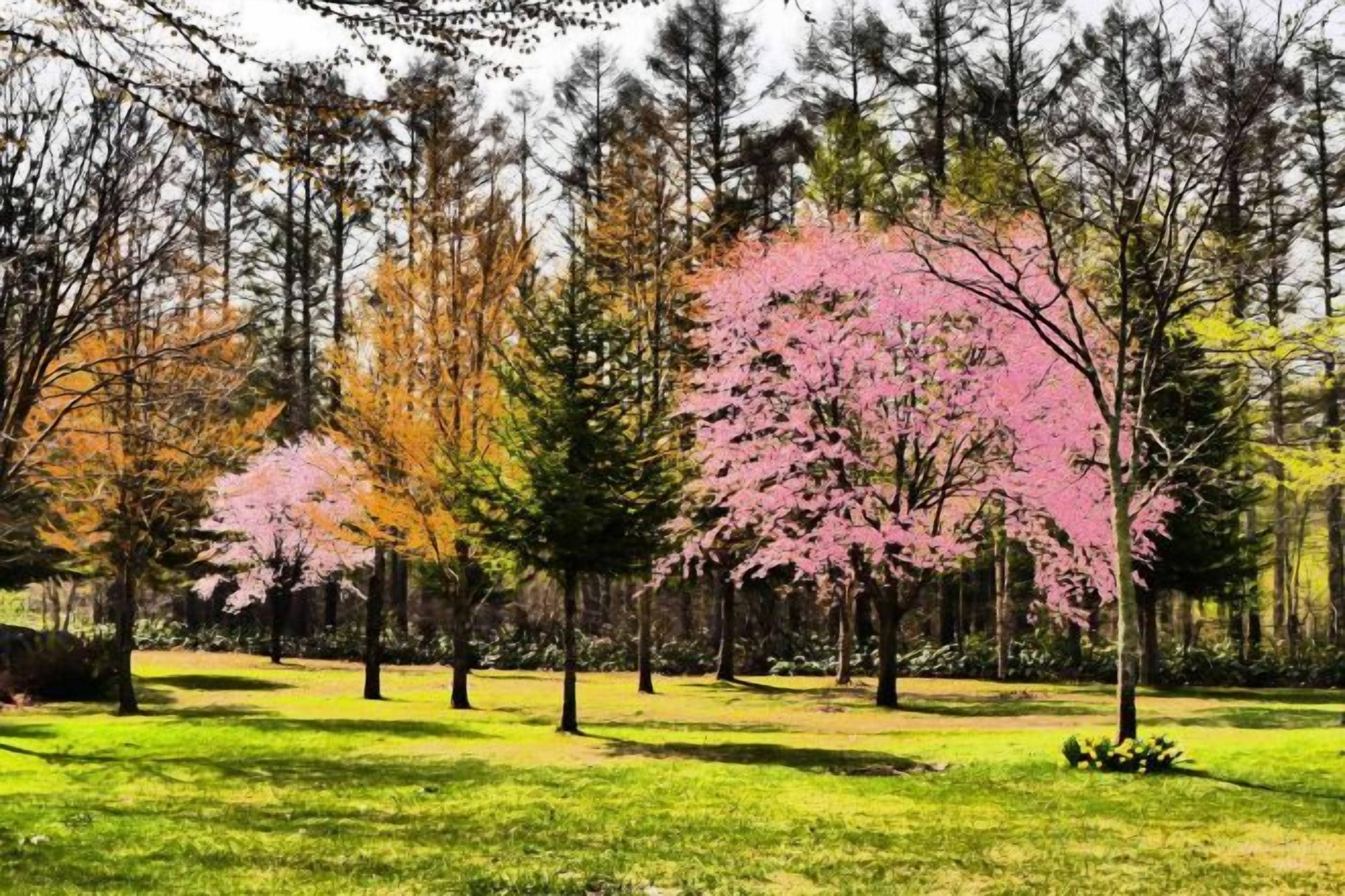A park with trees, grass, and a clear sky.