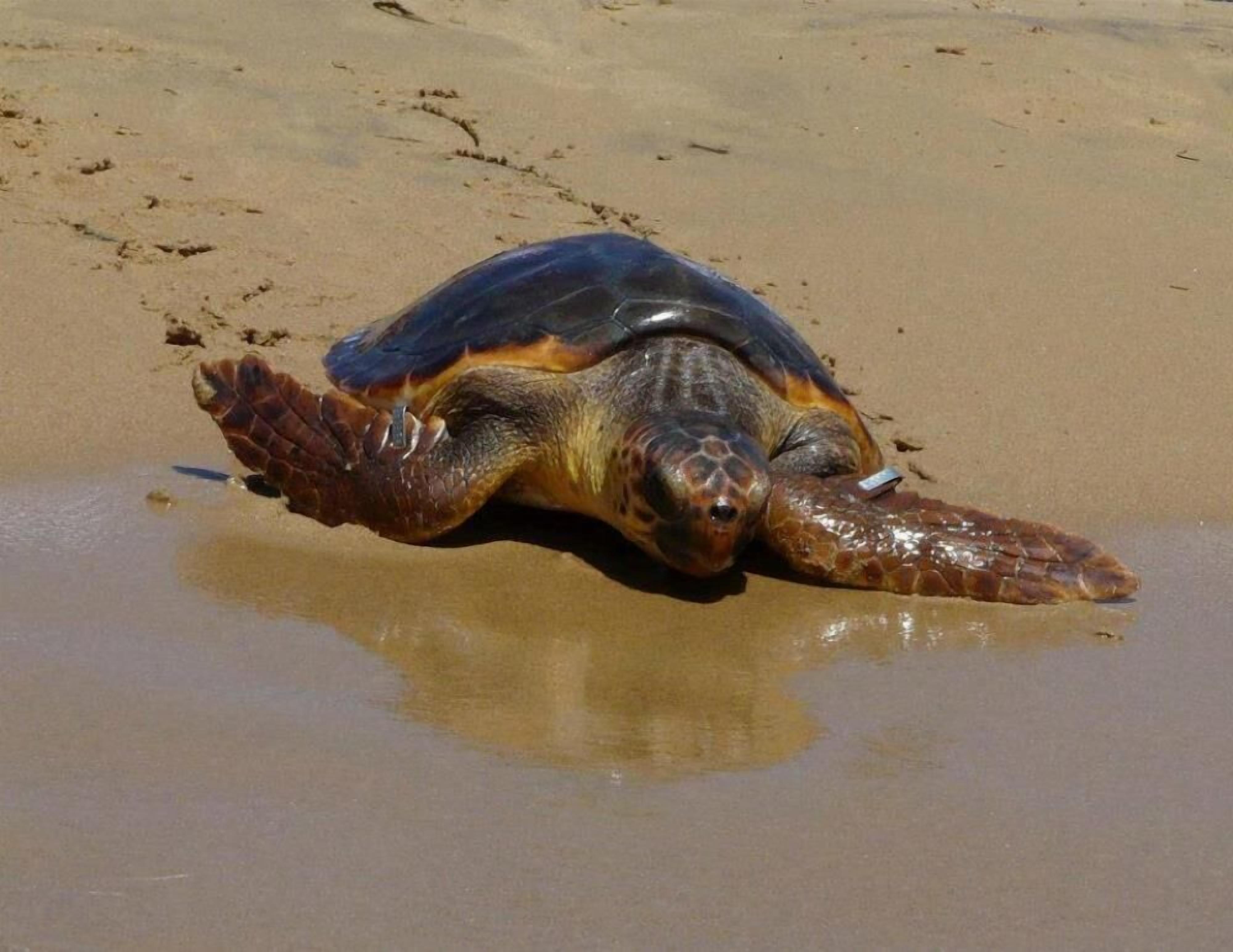Una tortuga marina sobre una playa arenosa.