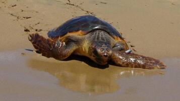 Una tortuga marina sobre una playa arenosa.