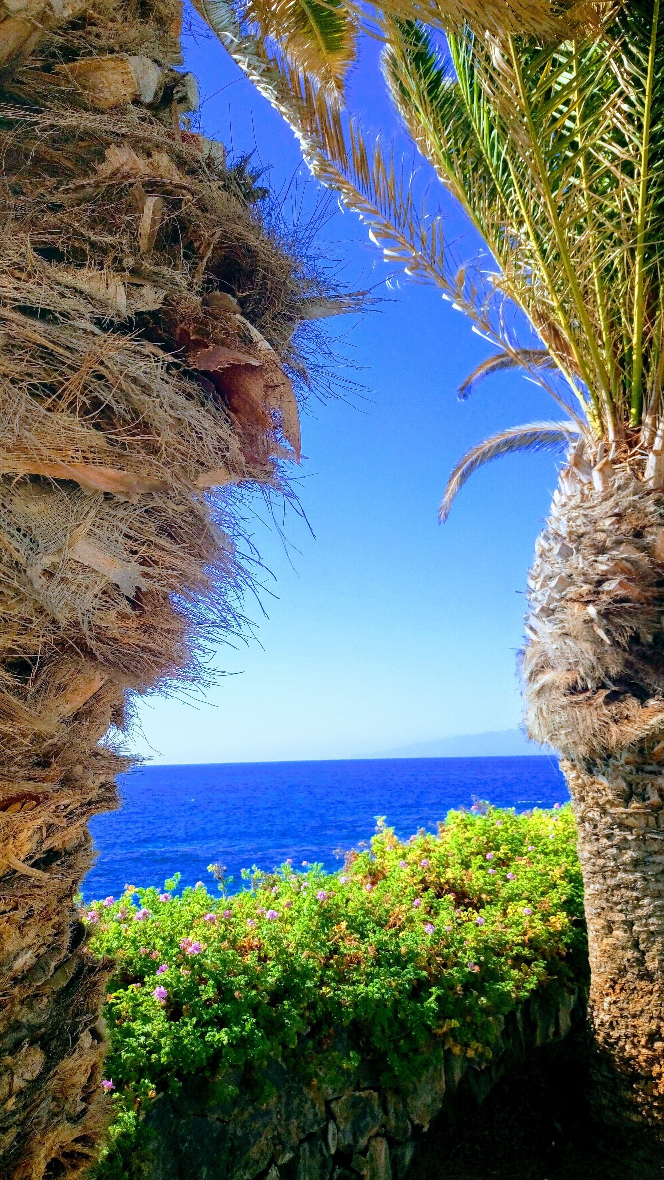 A coastal view with a clear blue sea, a rocky cliff, and a palm tree.
