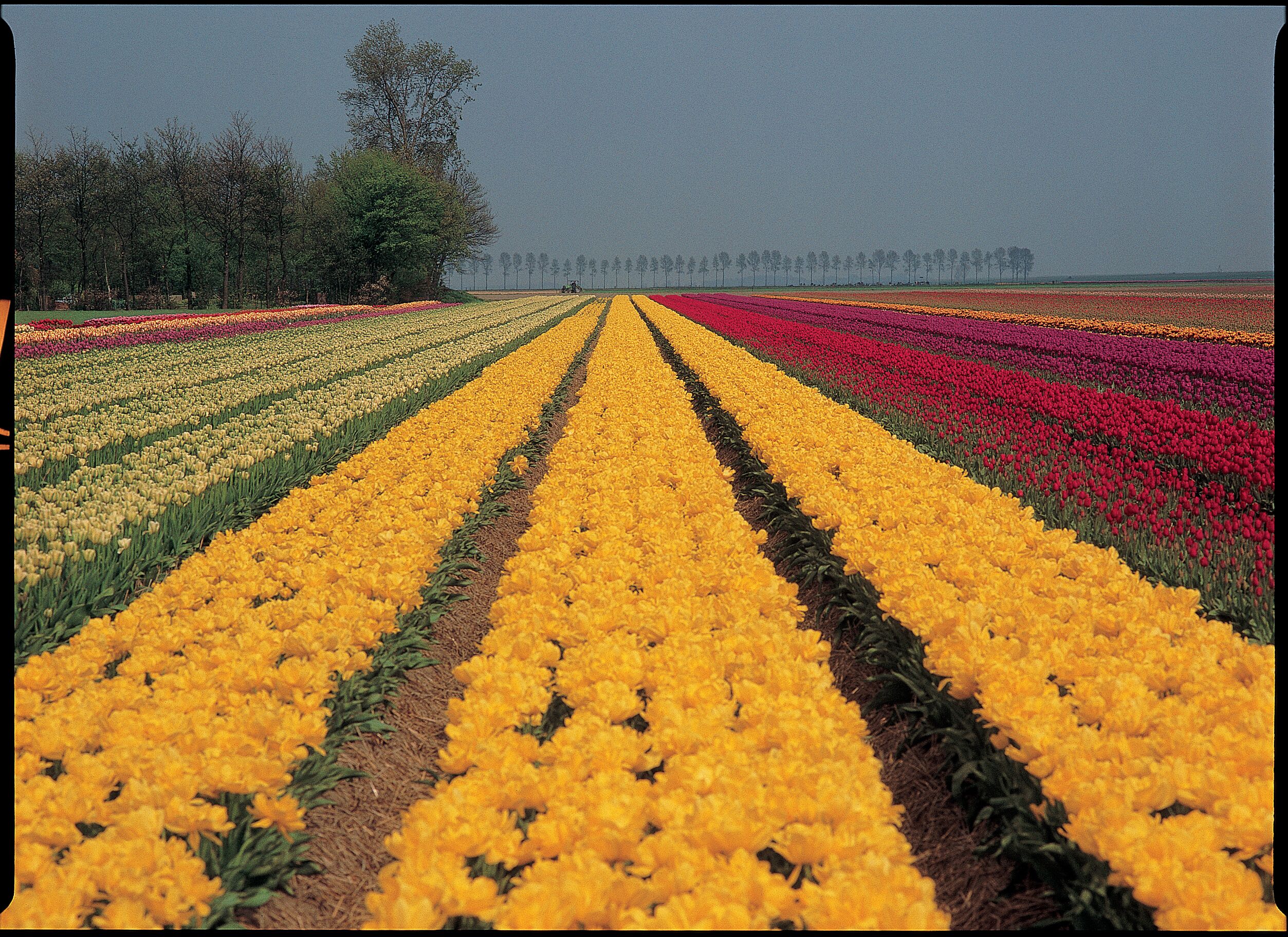 A field of tulips in various colors.