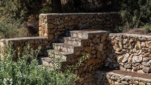Eine Steintreppe führt zu einer Steinmauer, umgeben von Grünpflanzen.