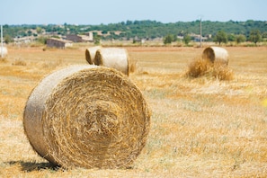Hay bales in a field with a distant view of buildings.