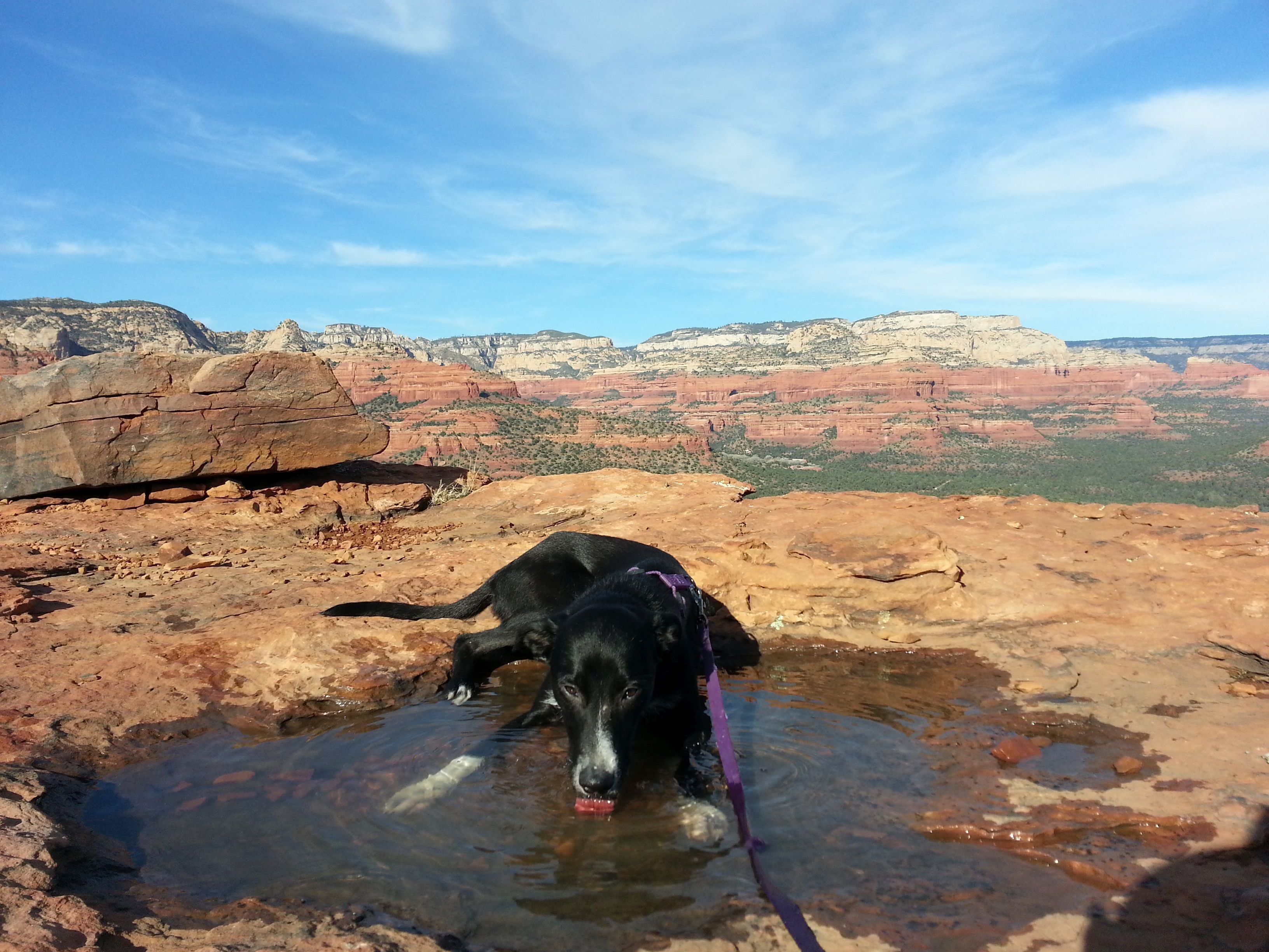 A black dog in a shallow water puddle on a rocky surface with a clear view of red rock formations and a blue sky in the background.